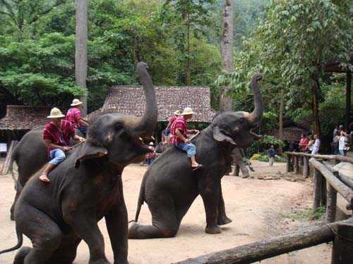 เที่ยวปางช้างแม่สา ดูโชว์ช้างแสนรู้ ชมฟาร์มกล้วยไม้แม่ริม เชียงใหม่