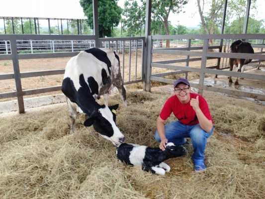 @โรงแรม เมาท์เท่น แอนด์ เลค เดรี่ ฟาร์ม เชียงใหม่ (Mountain & lake Dairy farm) เป็น ที่พักเชียงใหม่ ในอำเภอดอยเต่า